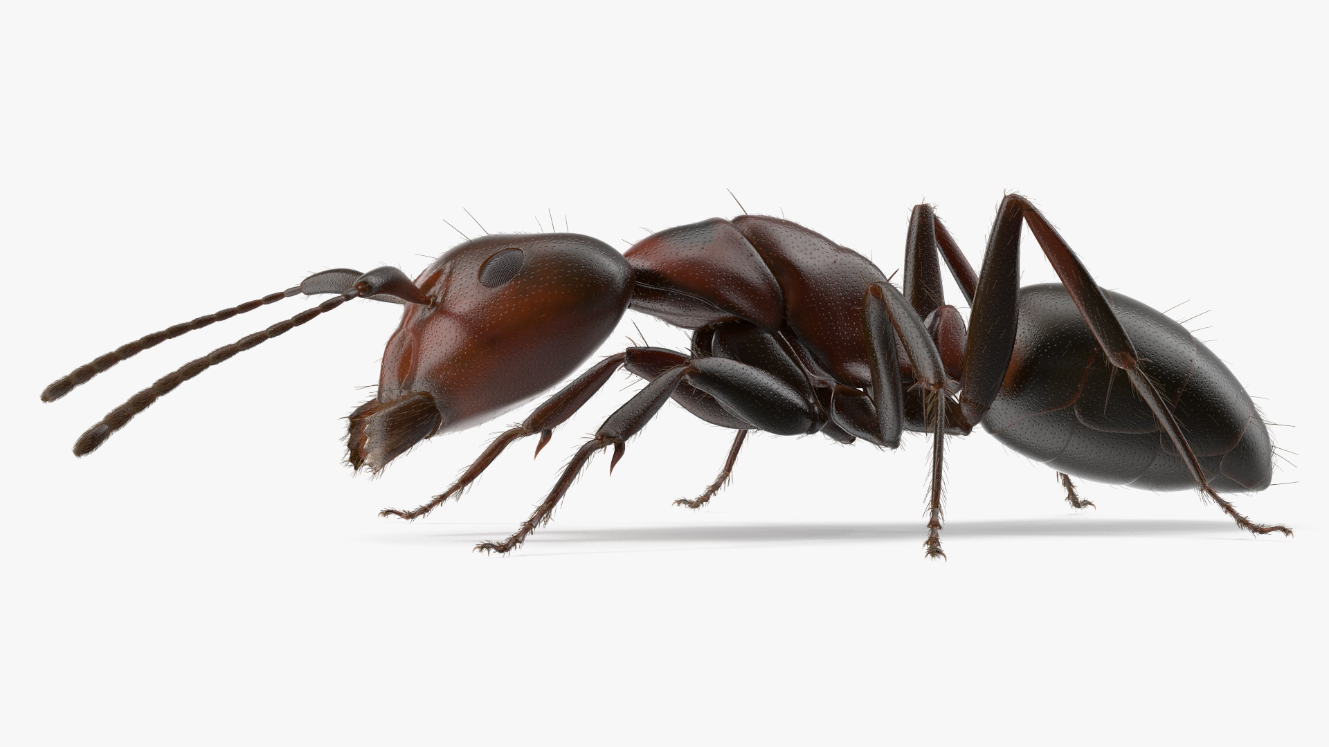 Realistic Ant Insect Fur 3D model