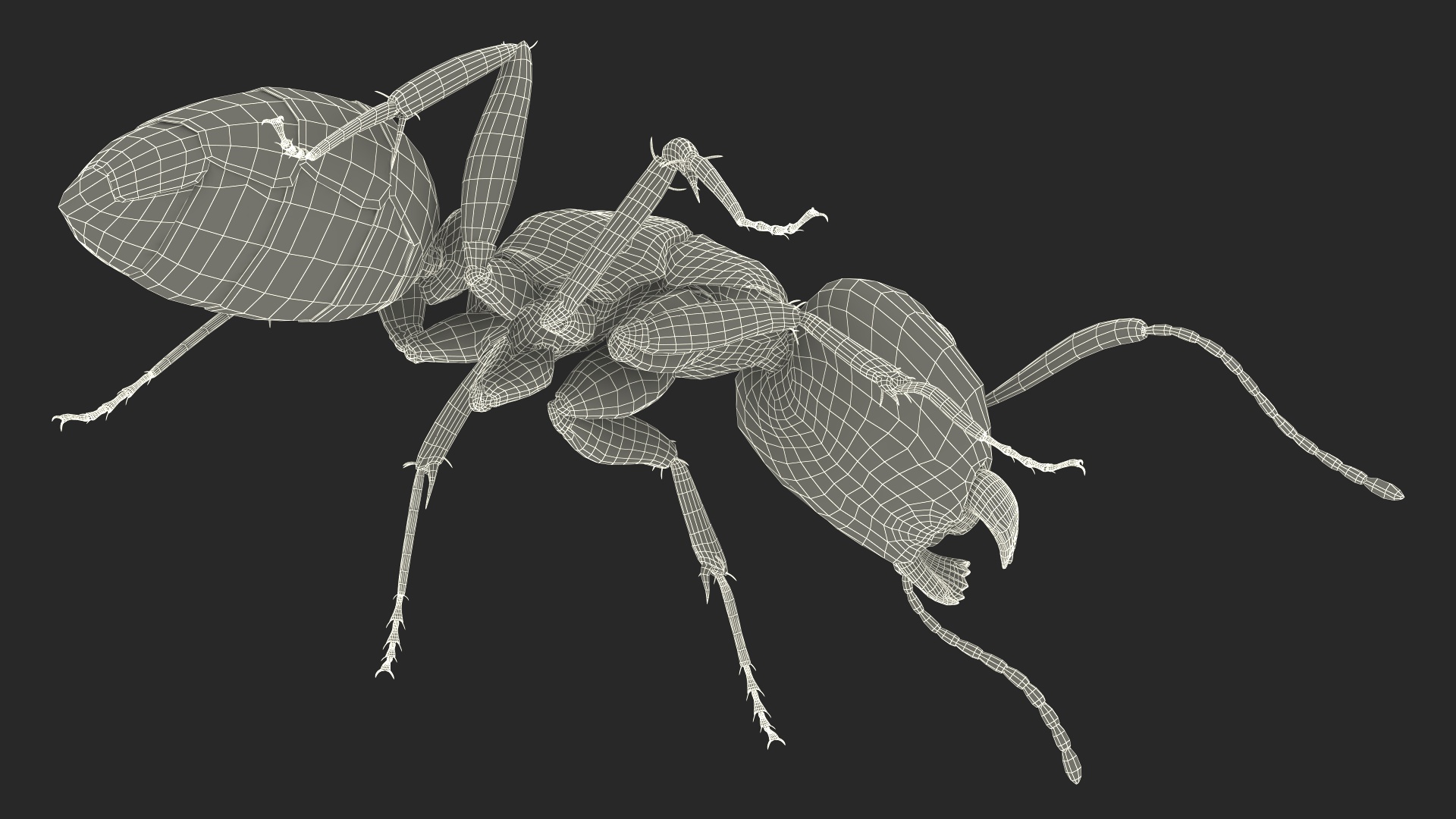 Realistic Ant Insect Fur 3D model