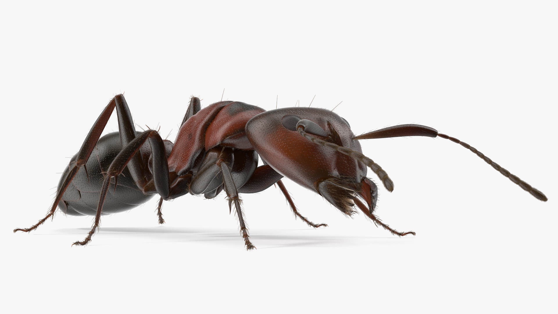 Realistic Ant Insect Fur 3D model