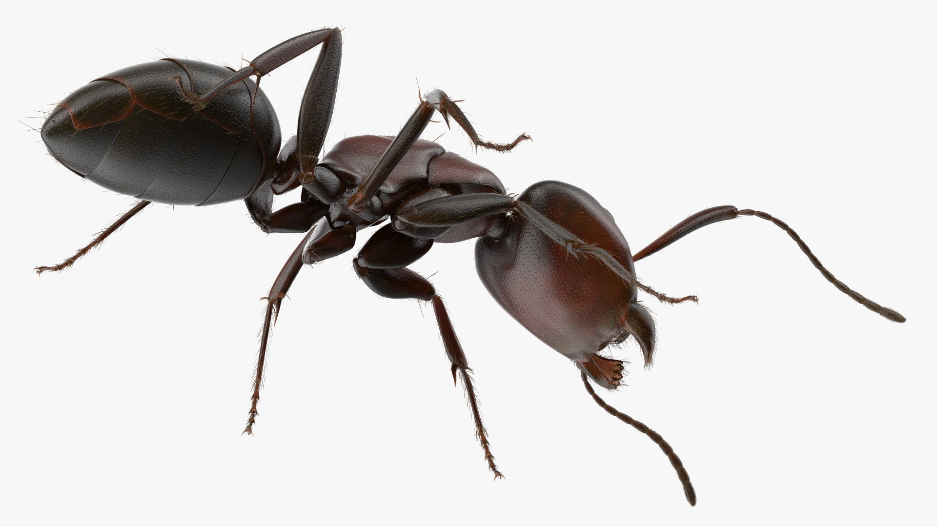 Realistic Ant Insect Fur 3D model