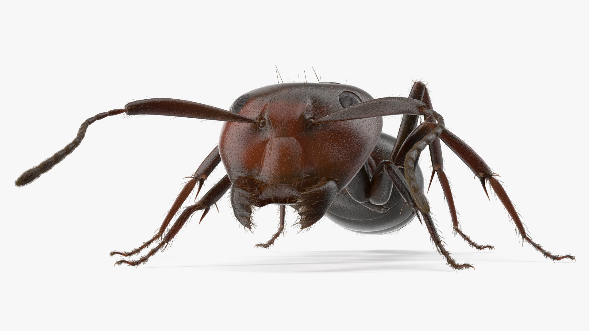 Realistic Ant Insect Fur 3D model