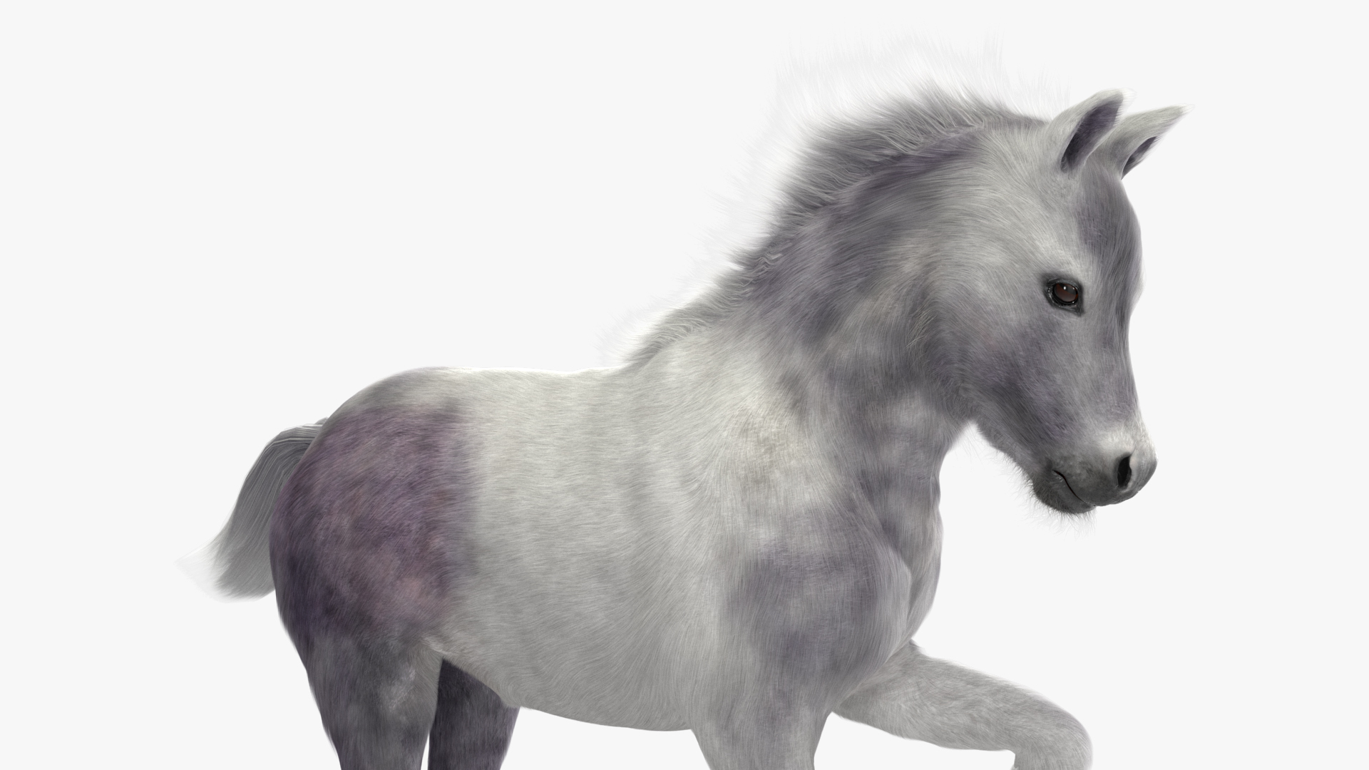 3D model Shetland Pony White Fur Rigged