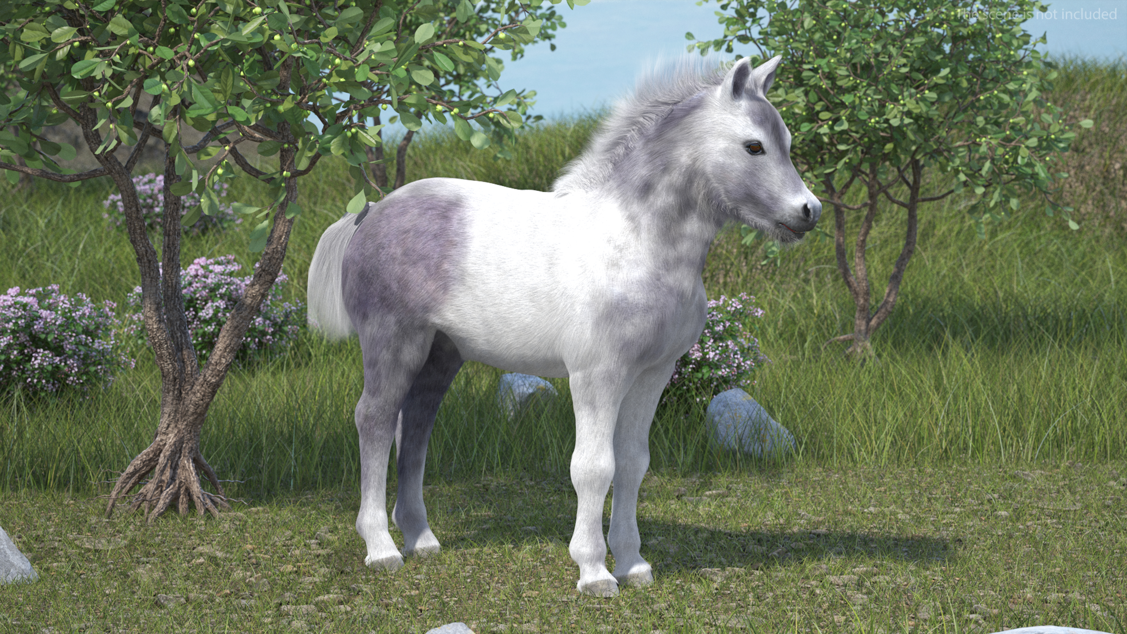 3D model Shetland Pony White Fur Rigged