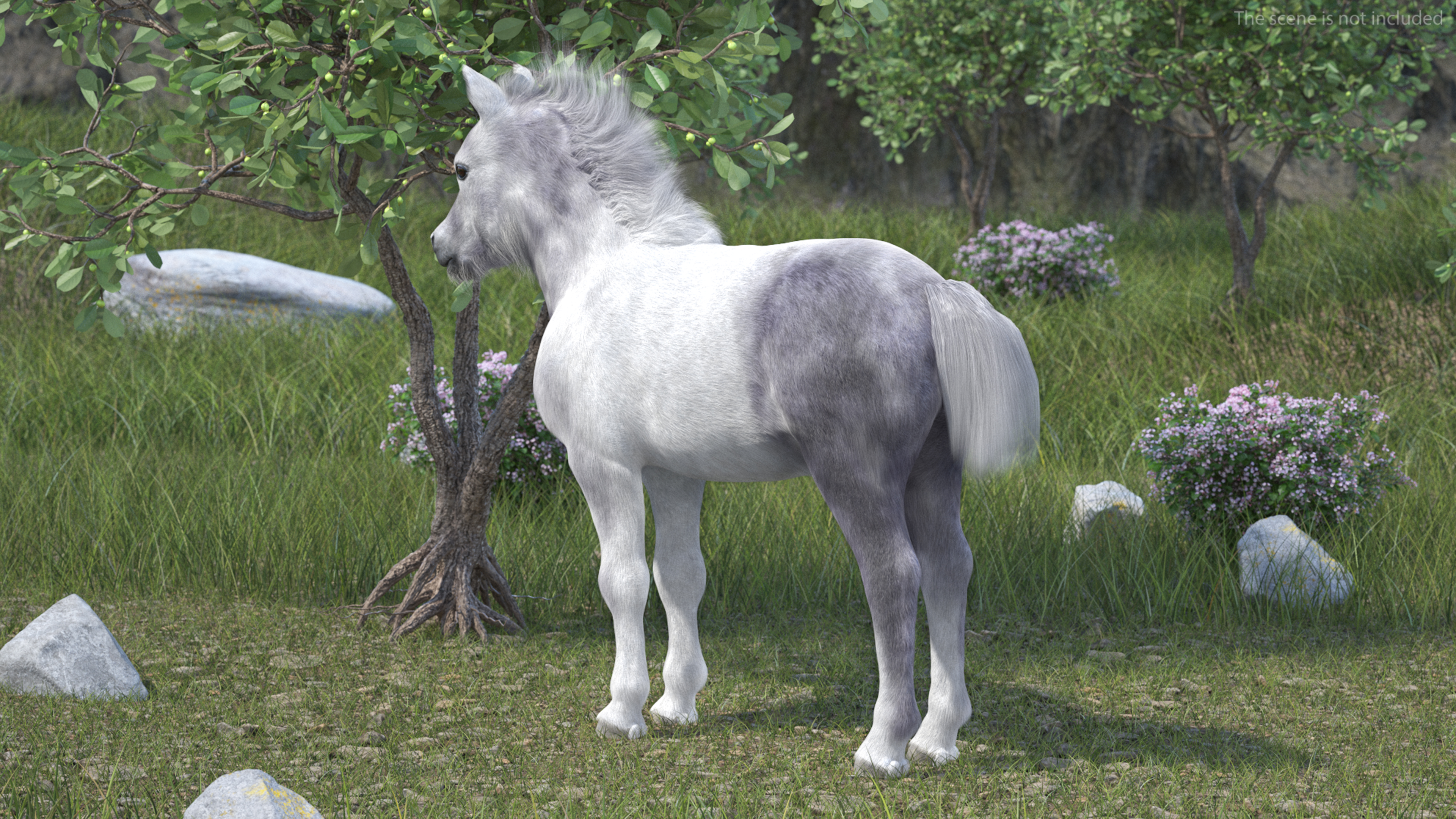 3D model Shetland Pony White Fur Rigged