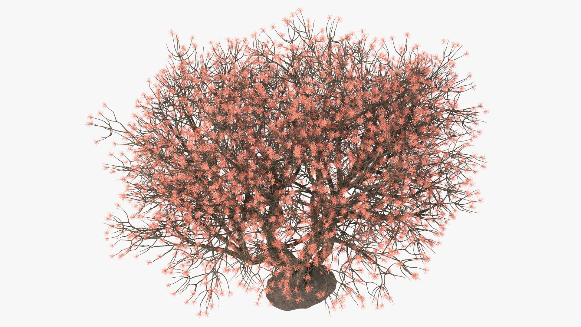 3D Rhododendron with Twigs model