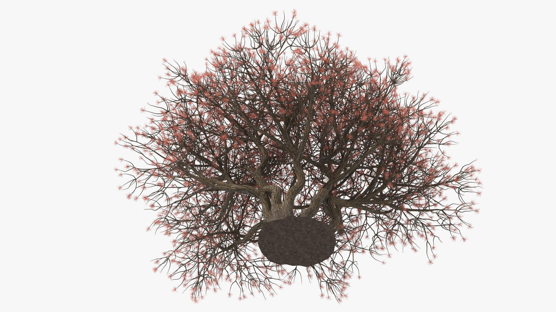 3D Rhododendron with Twigs model