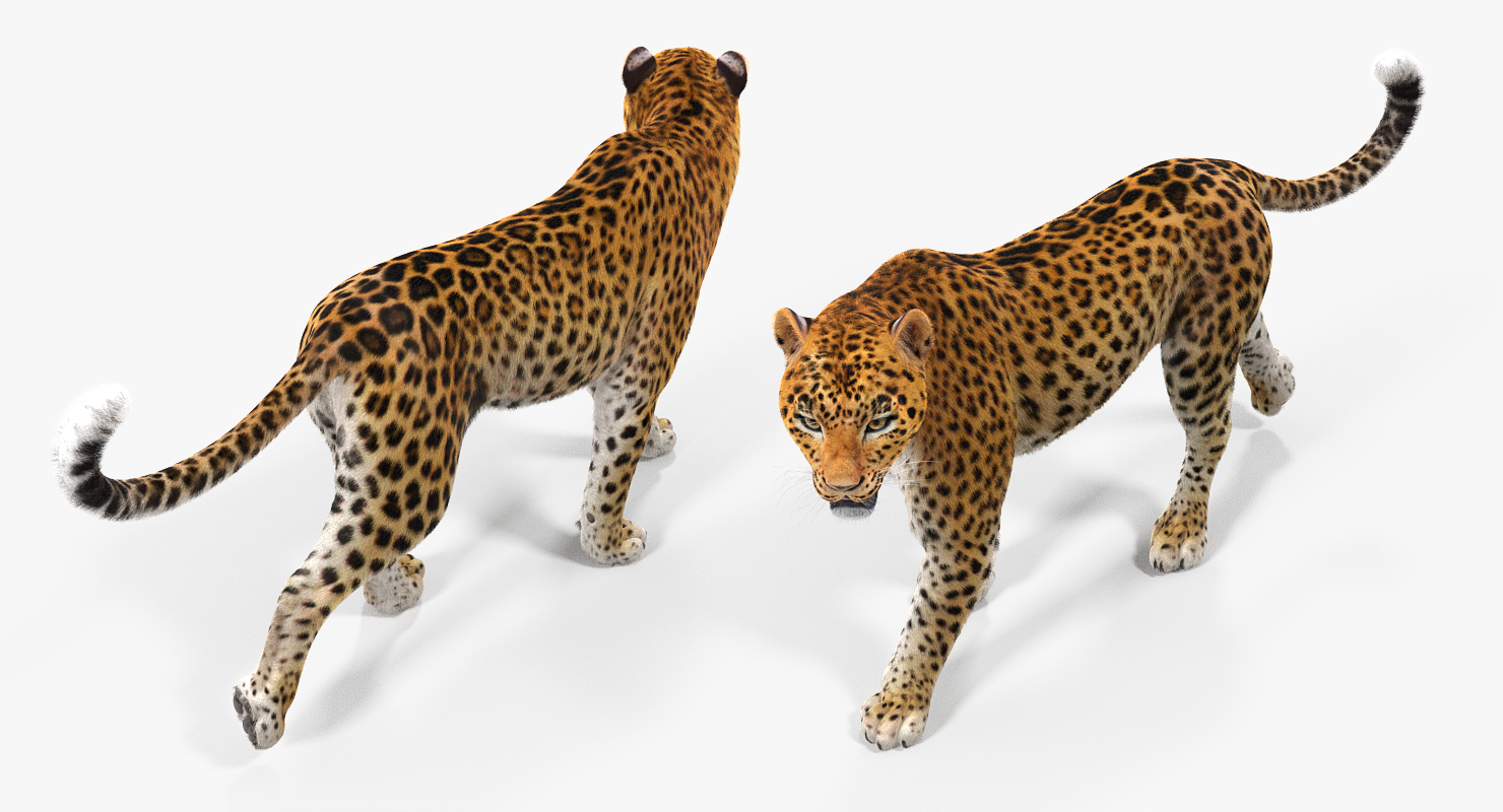 Leopard Walking Pose with Fur 3D model