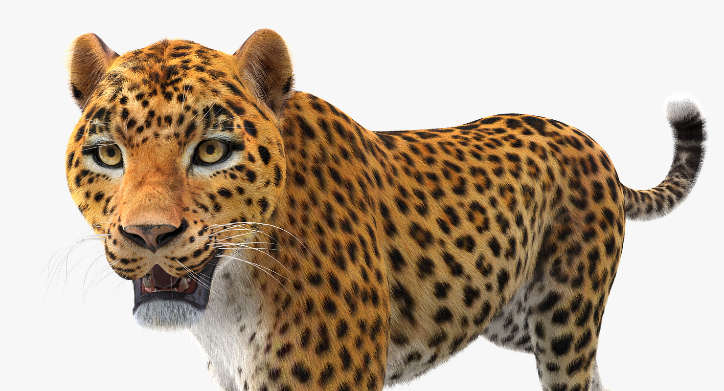 Leopard Walking Pose with Fur 3D model