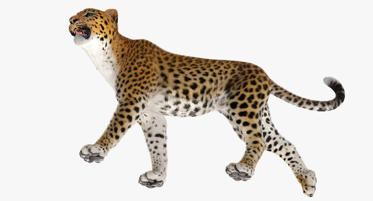 Leopard Walking Pose with Fur 3D model