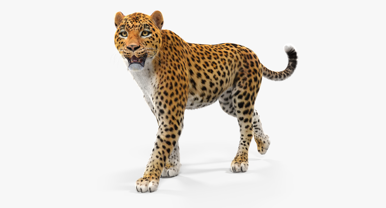 Leopard Walking Pose with Fur 3D model