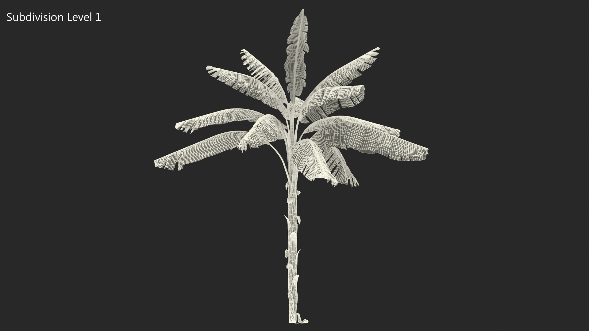 3D Tall Banana Tree