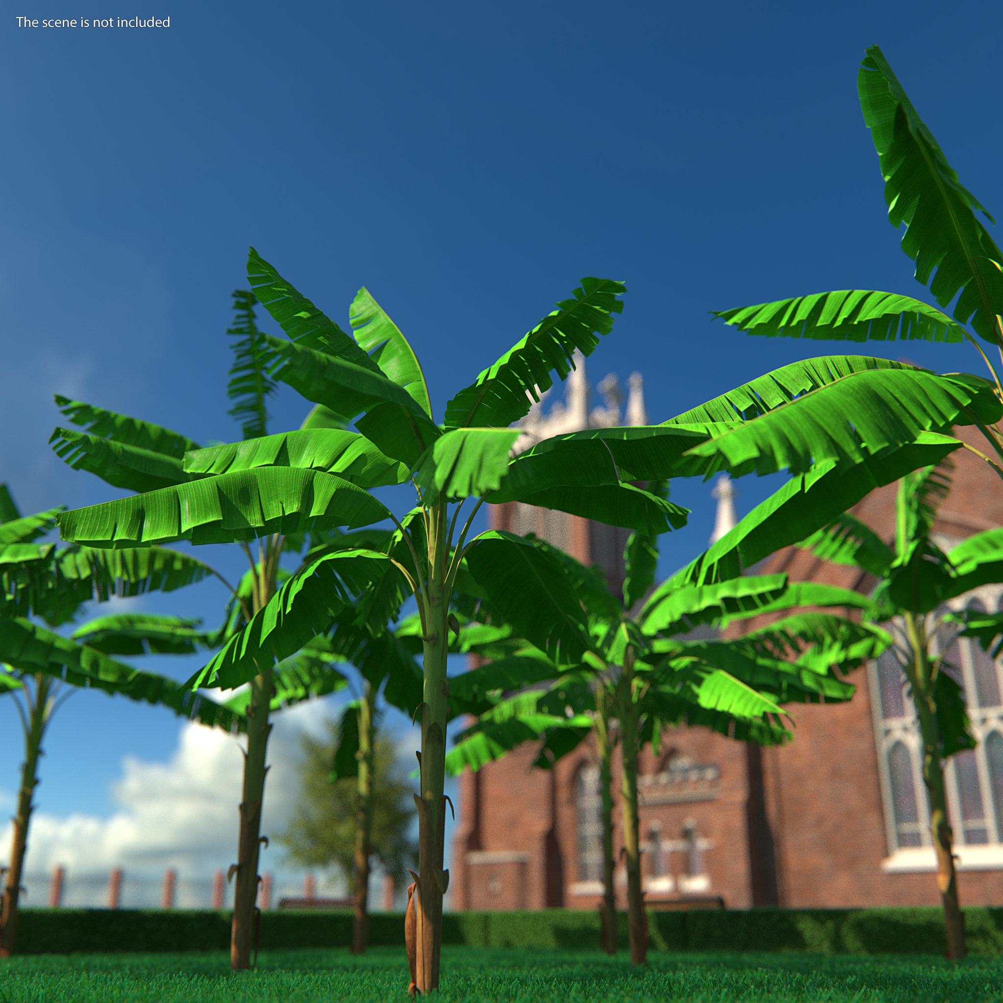 3D Tall Banana Tree