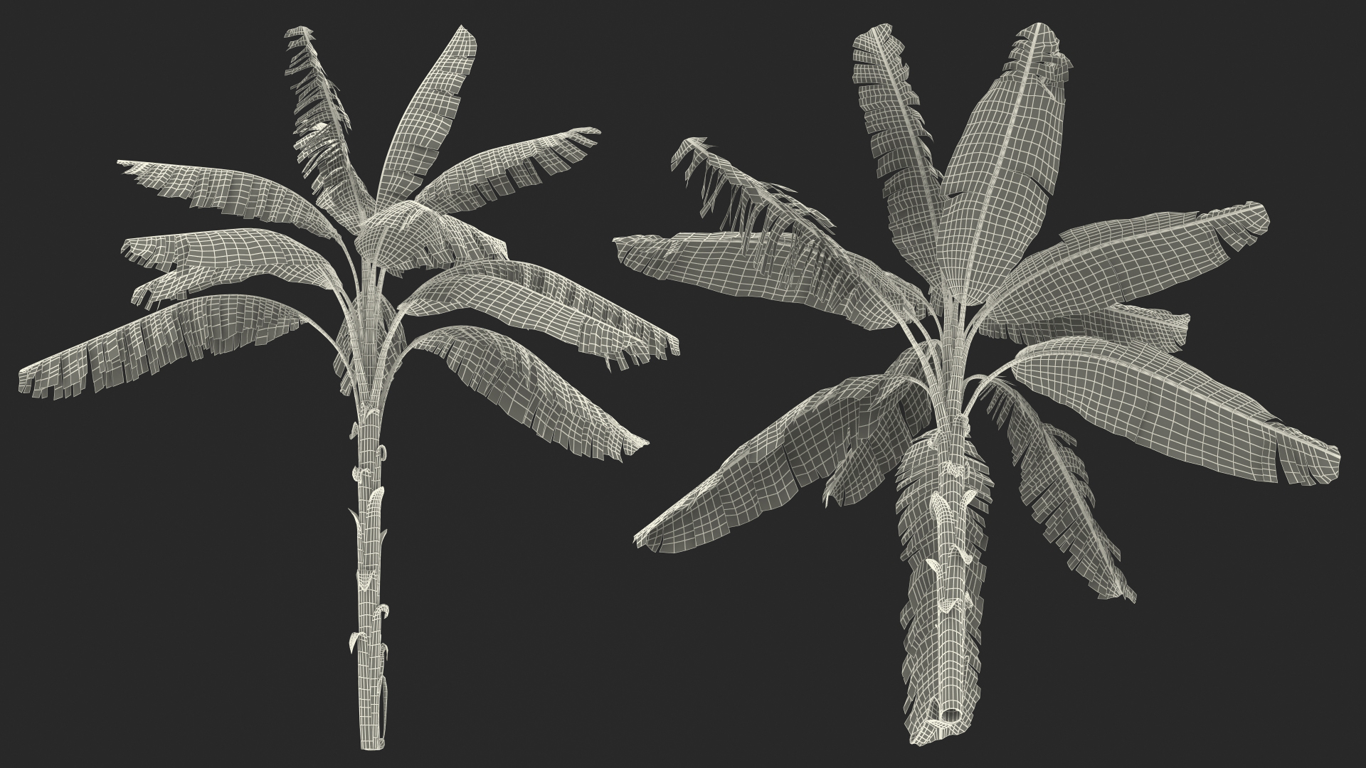 3D Tall Banana Tree