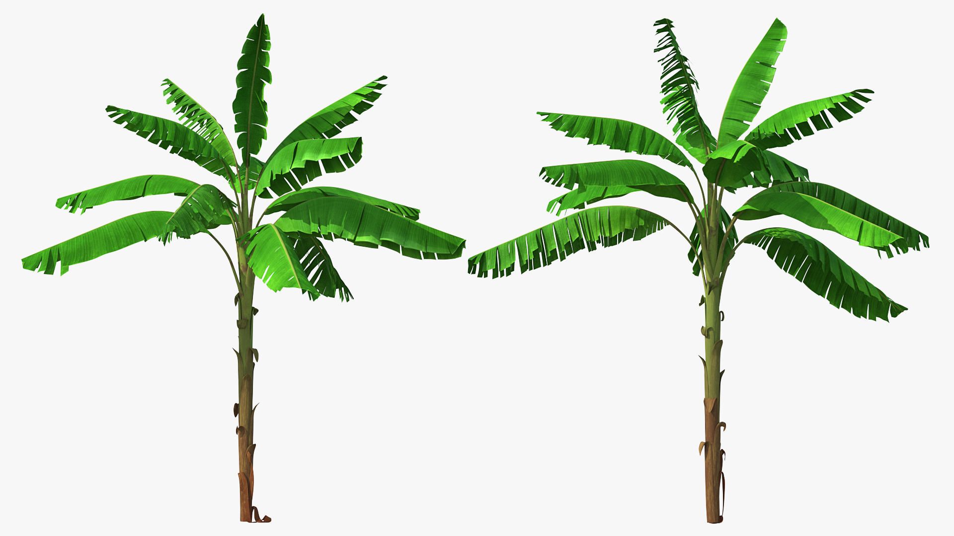 3D Tall Banana Tree