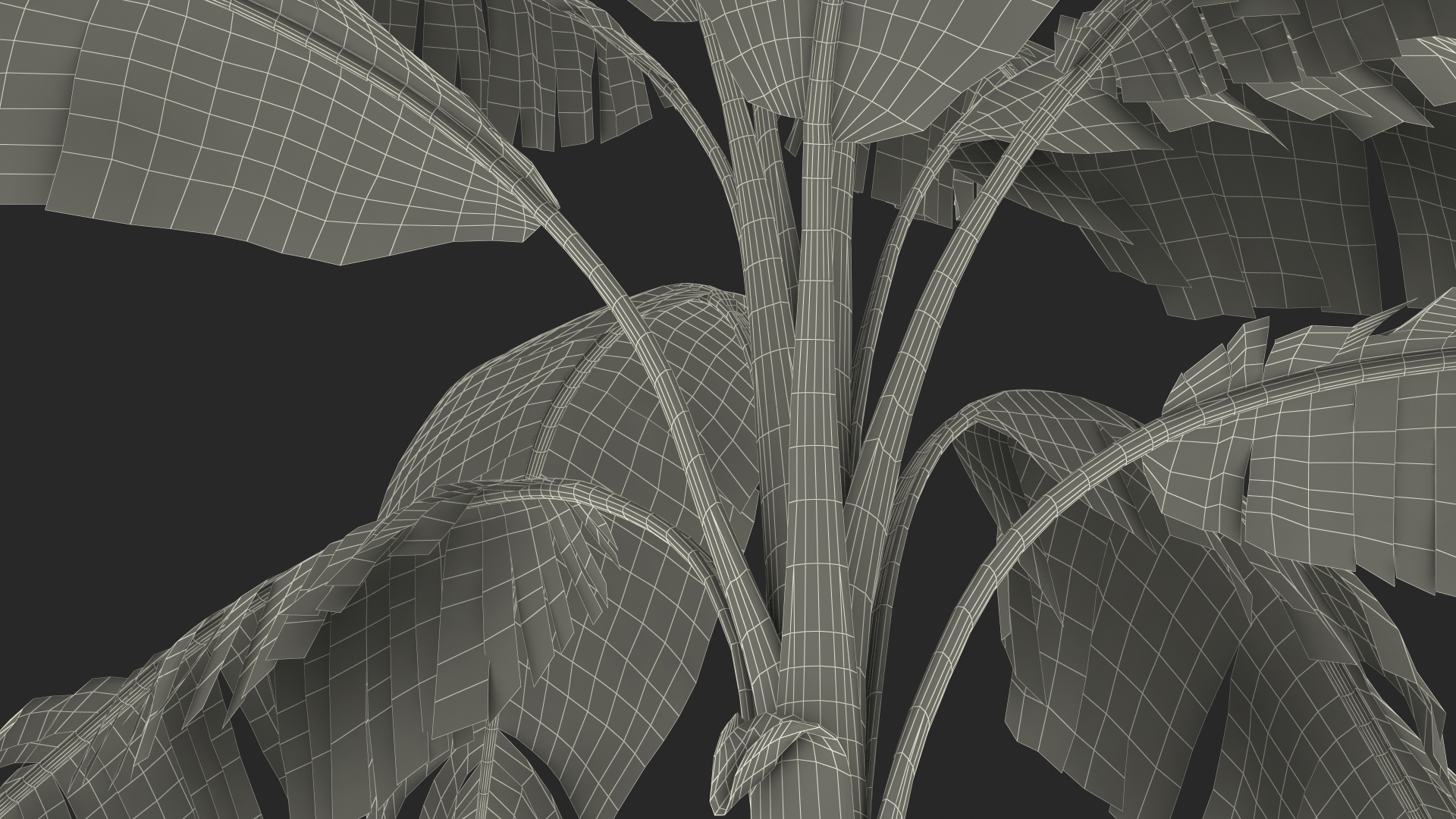 3D Tall Banana Tree