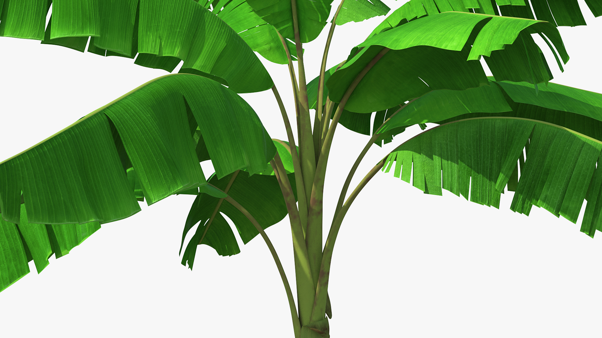 3D Tall Banana Tree