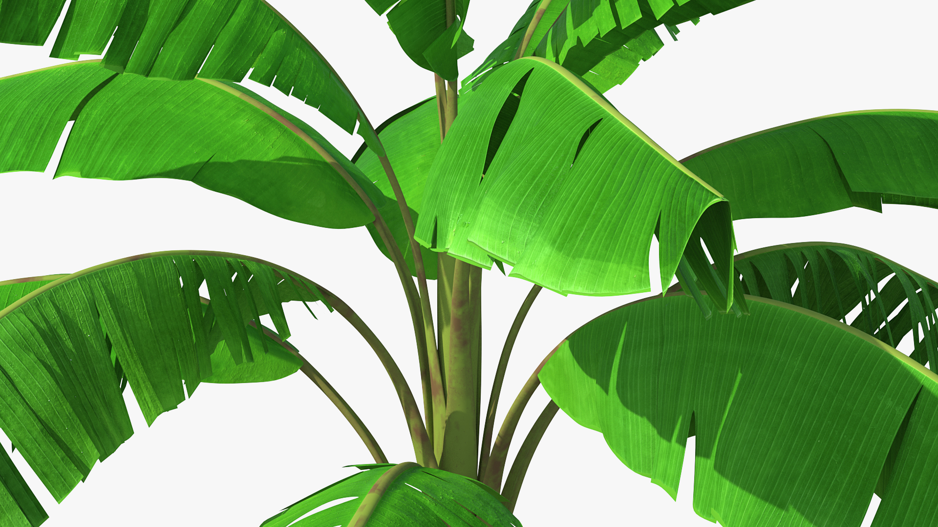 3D Tall Banana Tree