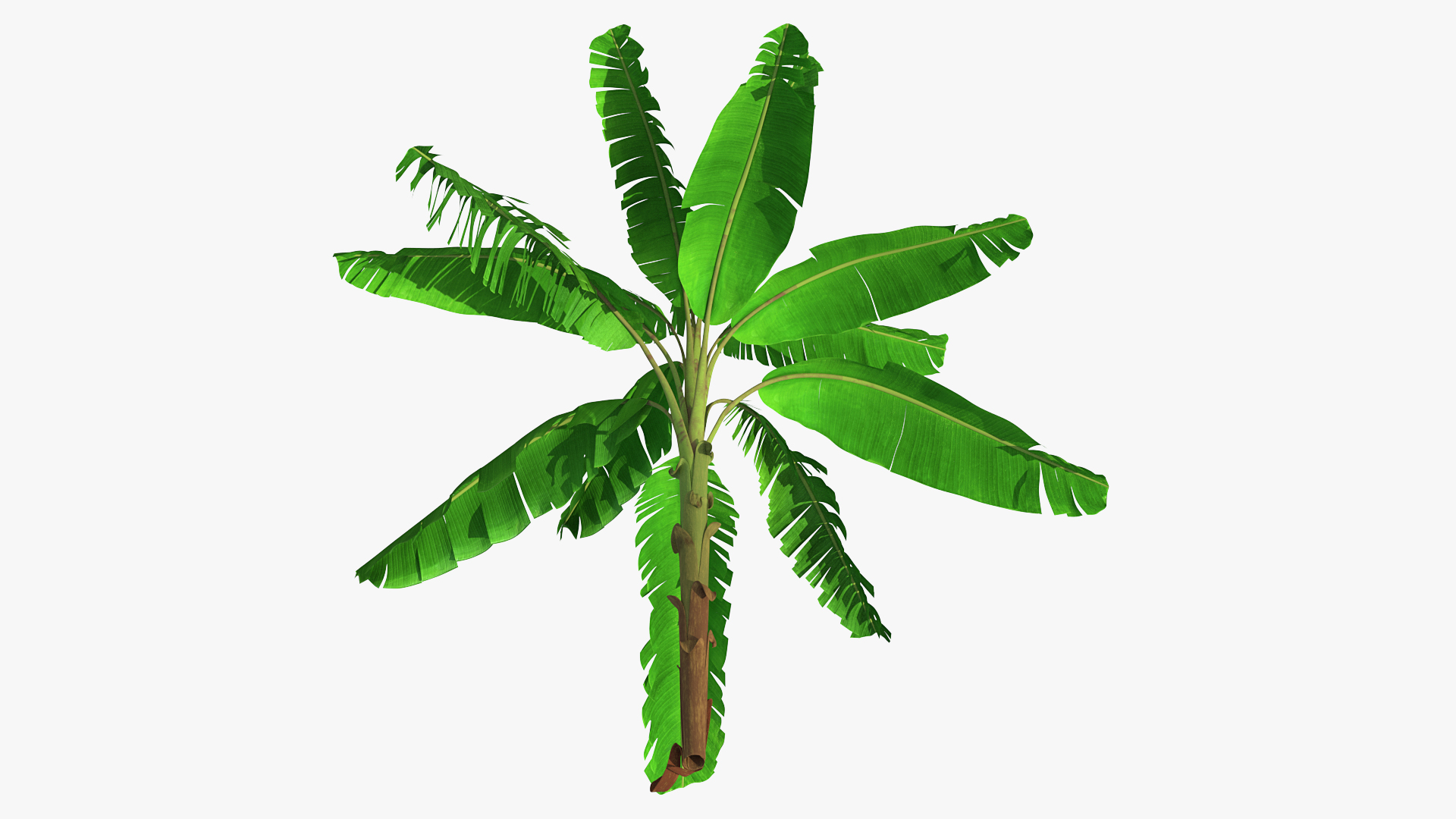 3D Tall Banana Tree