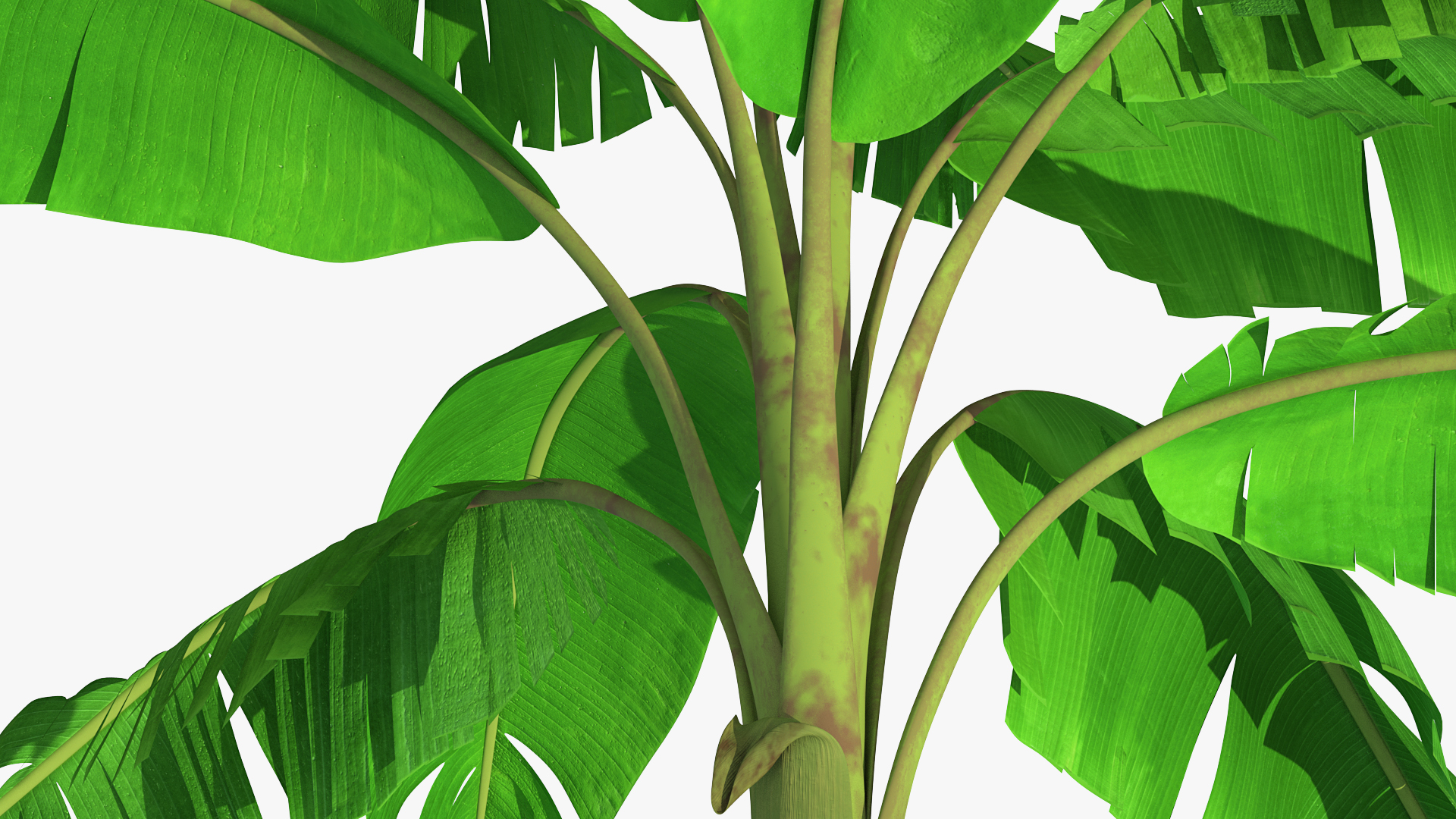 3D Tall Banana Tree