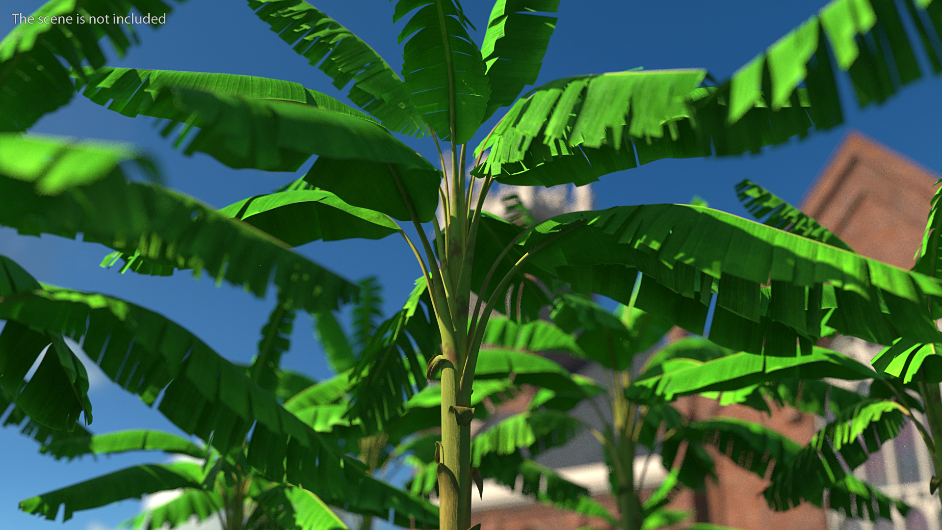 3D Tall Banana Tree