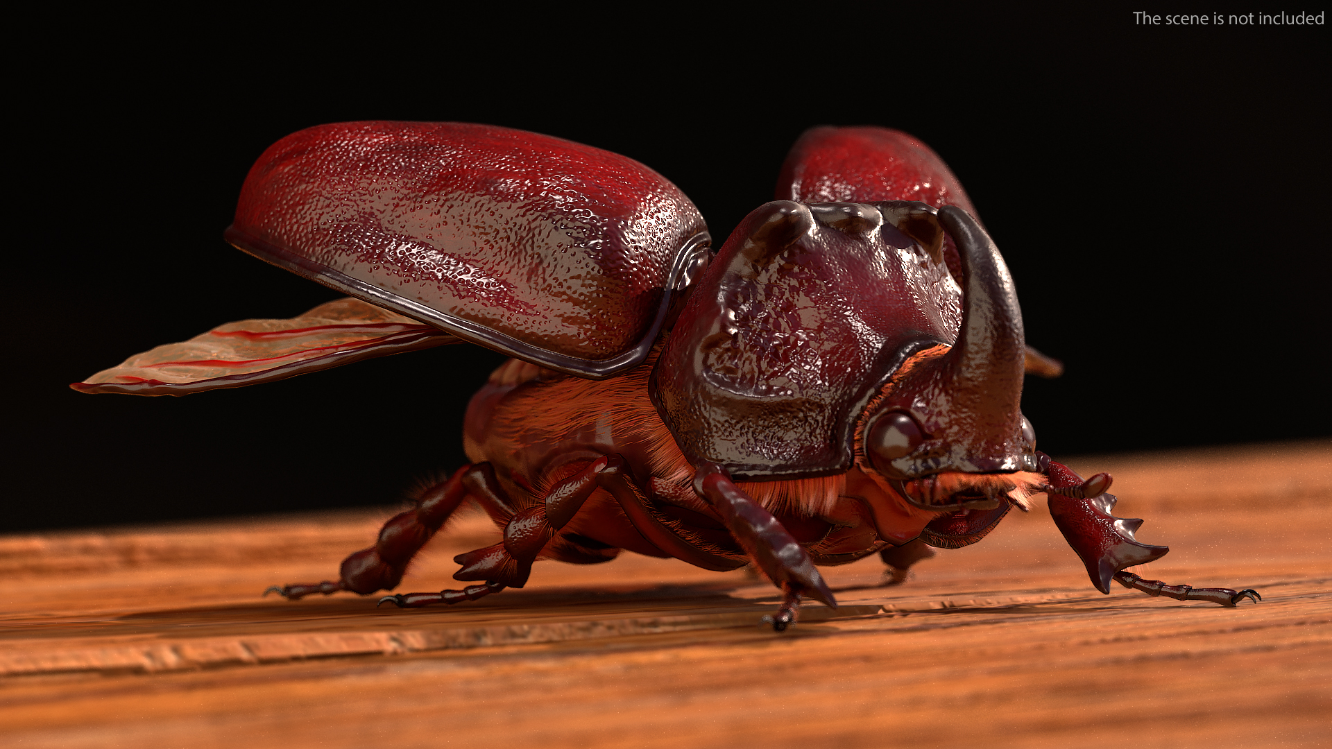 3D model Oryctes Nasicornis Rhinoceros Beetle with Fur