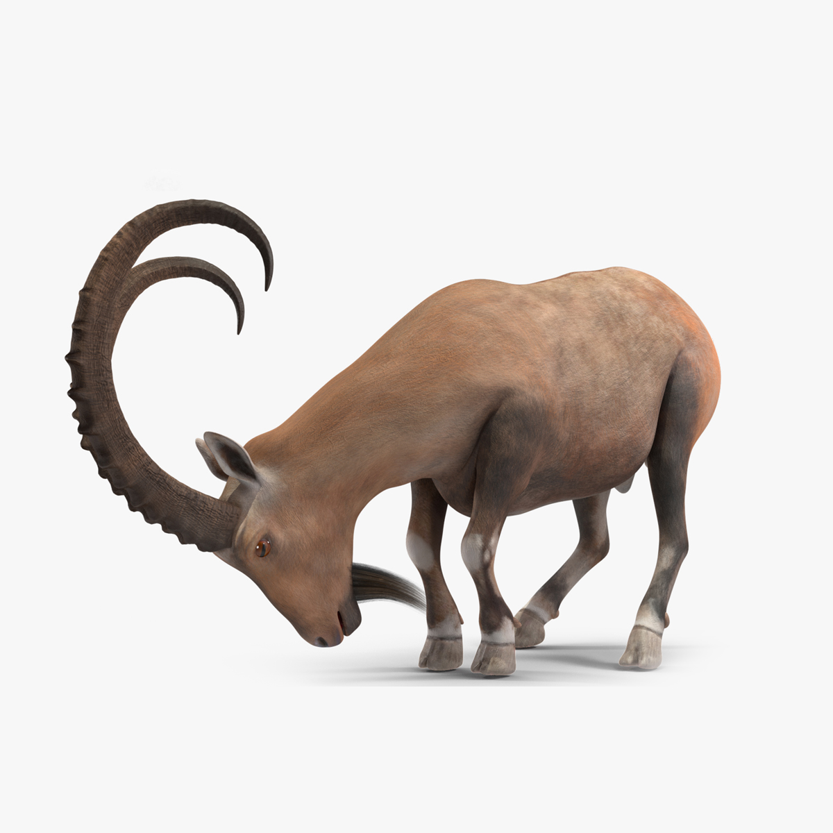 Alpine Ibex Rigged for Cinema 4D 3D