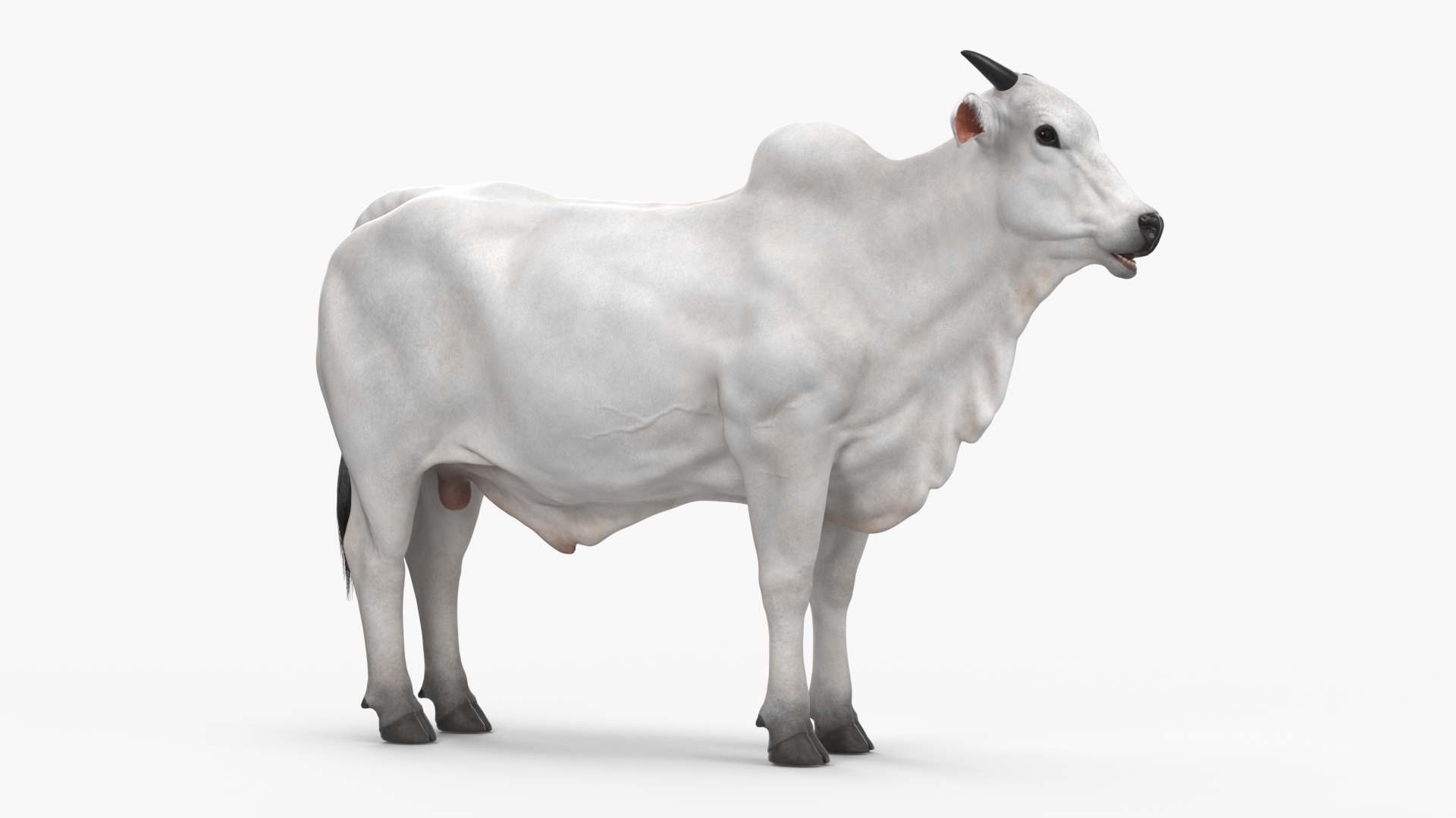 Nelore Cow Male Fur 3D model