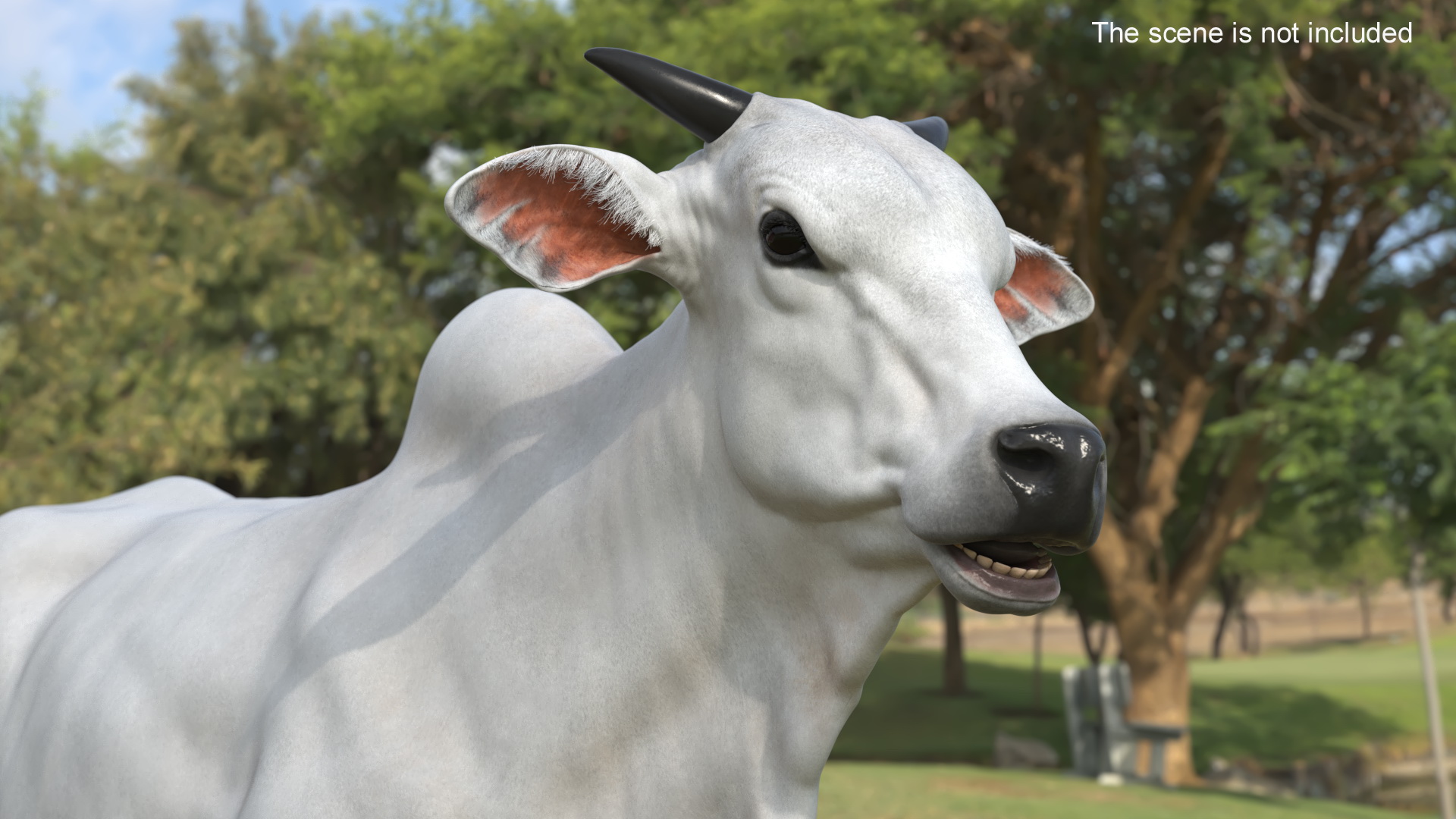 Nelore Cow Male Fur 3D model