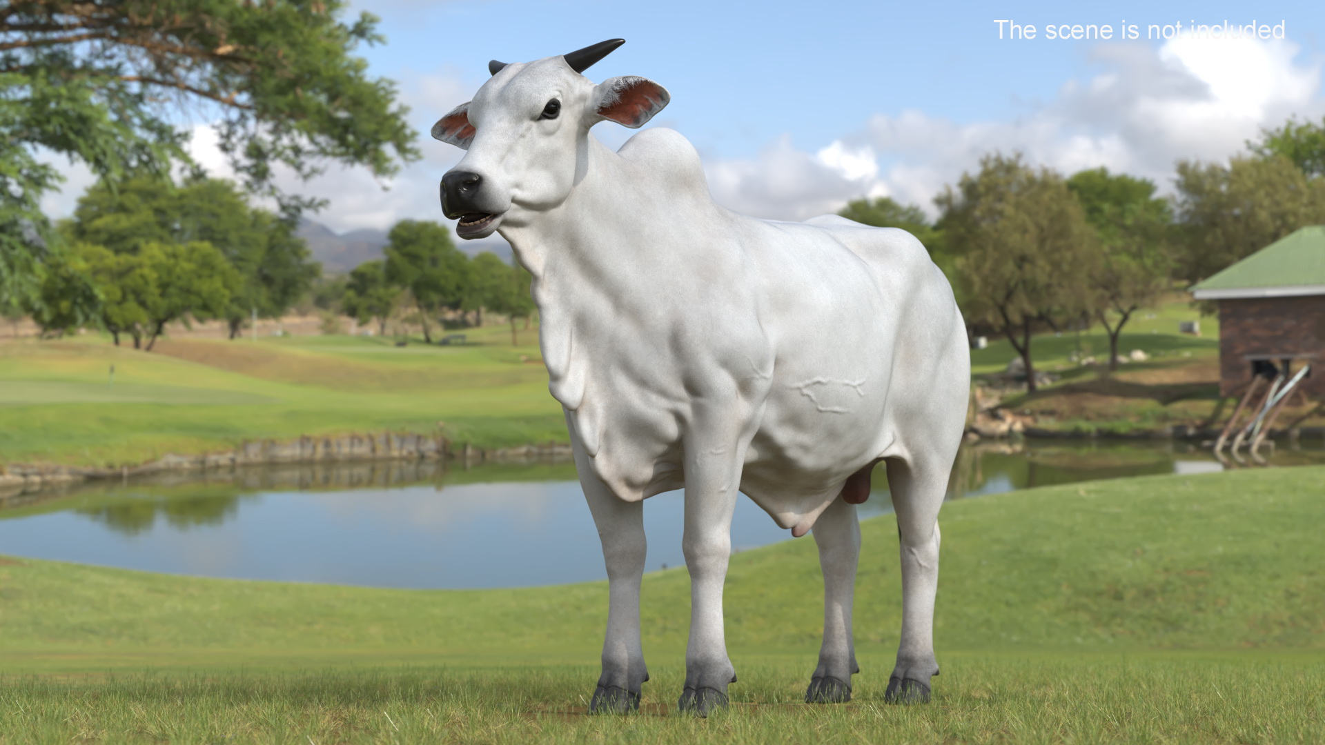 Nelore Cow Male Fur 3D model