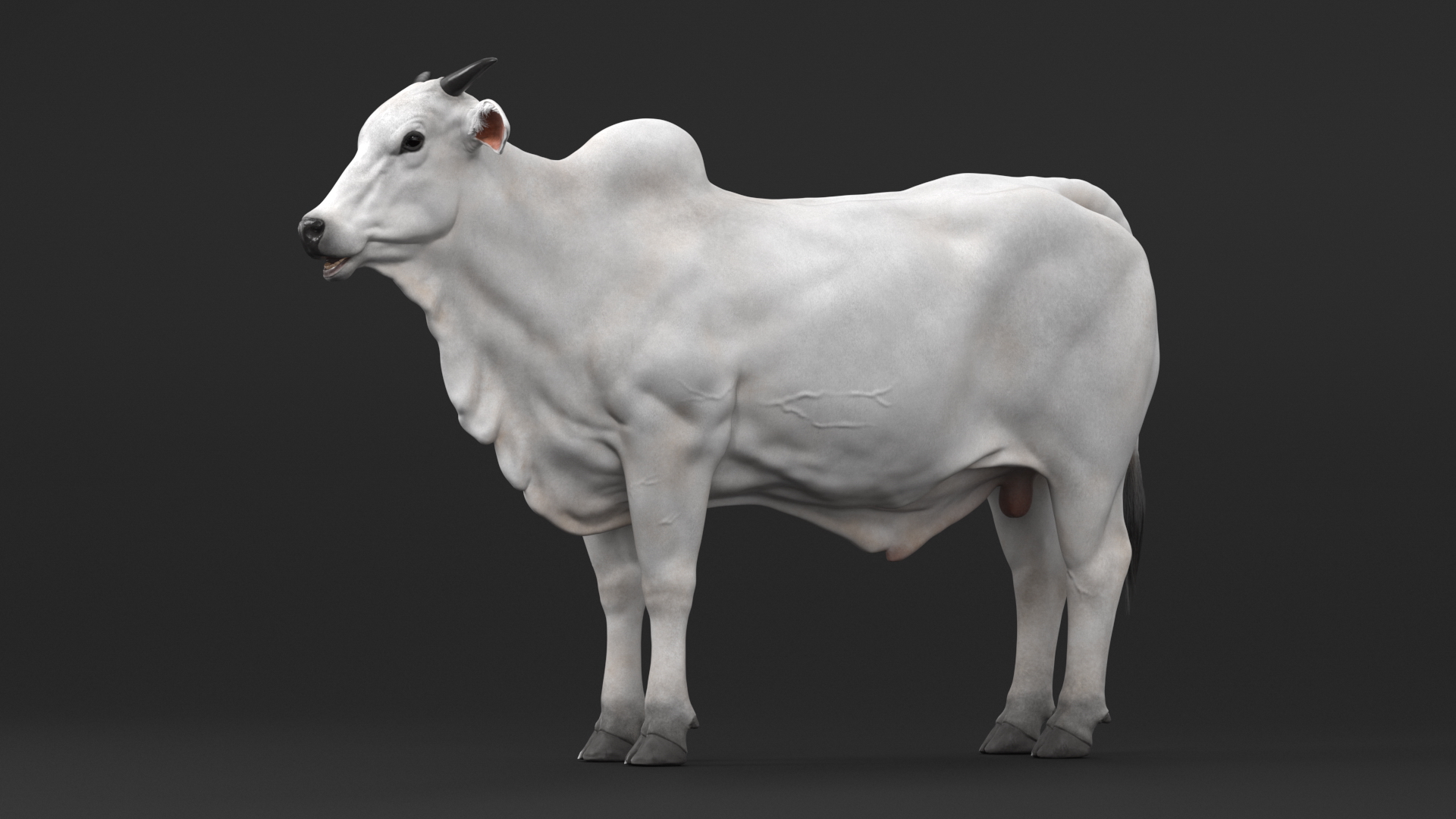 Nelore Cow Male Fur 3D model