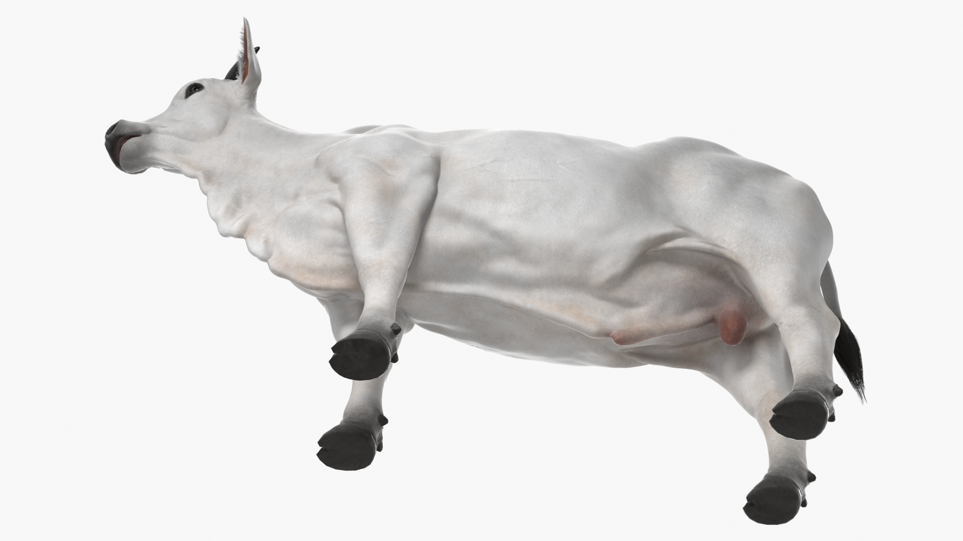 Nelore Cow Male Fur 3D model