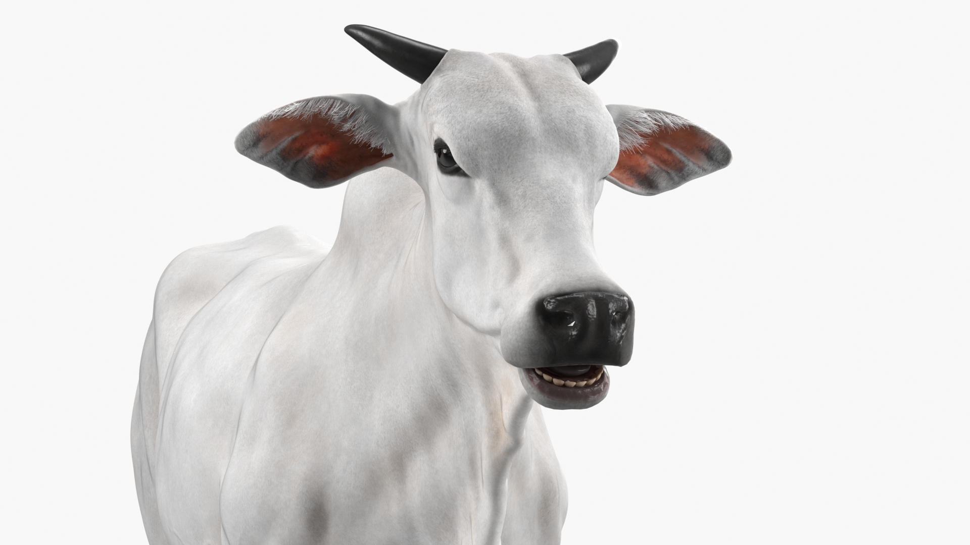 Nelore Cow Male Fur 3D model