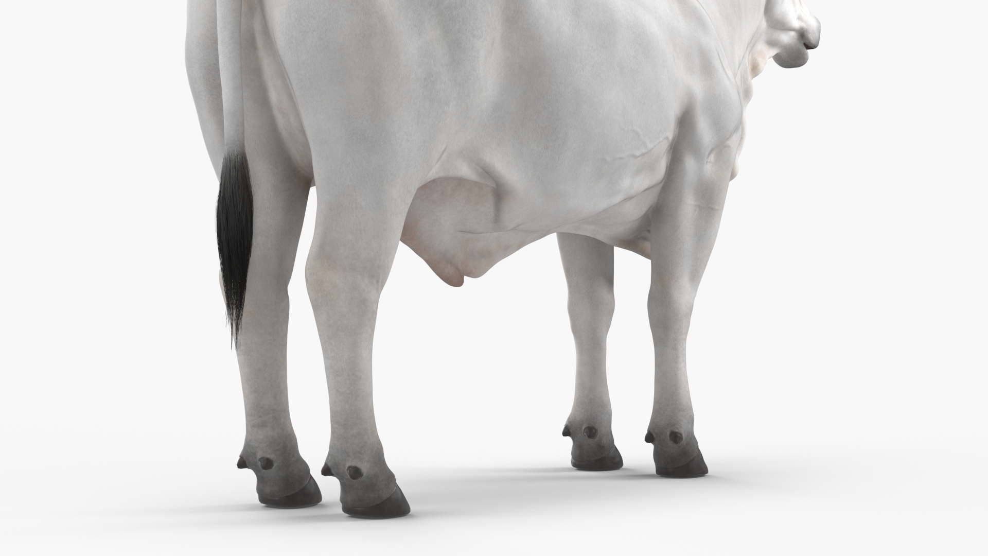 Nelore Cow Male Fur 3D model