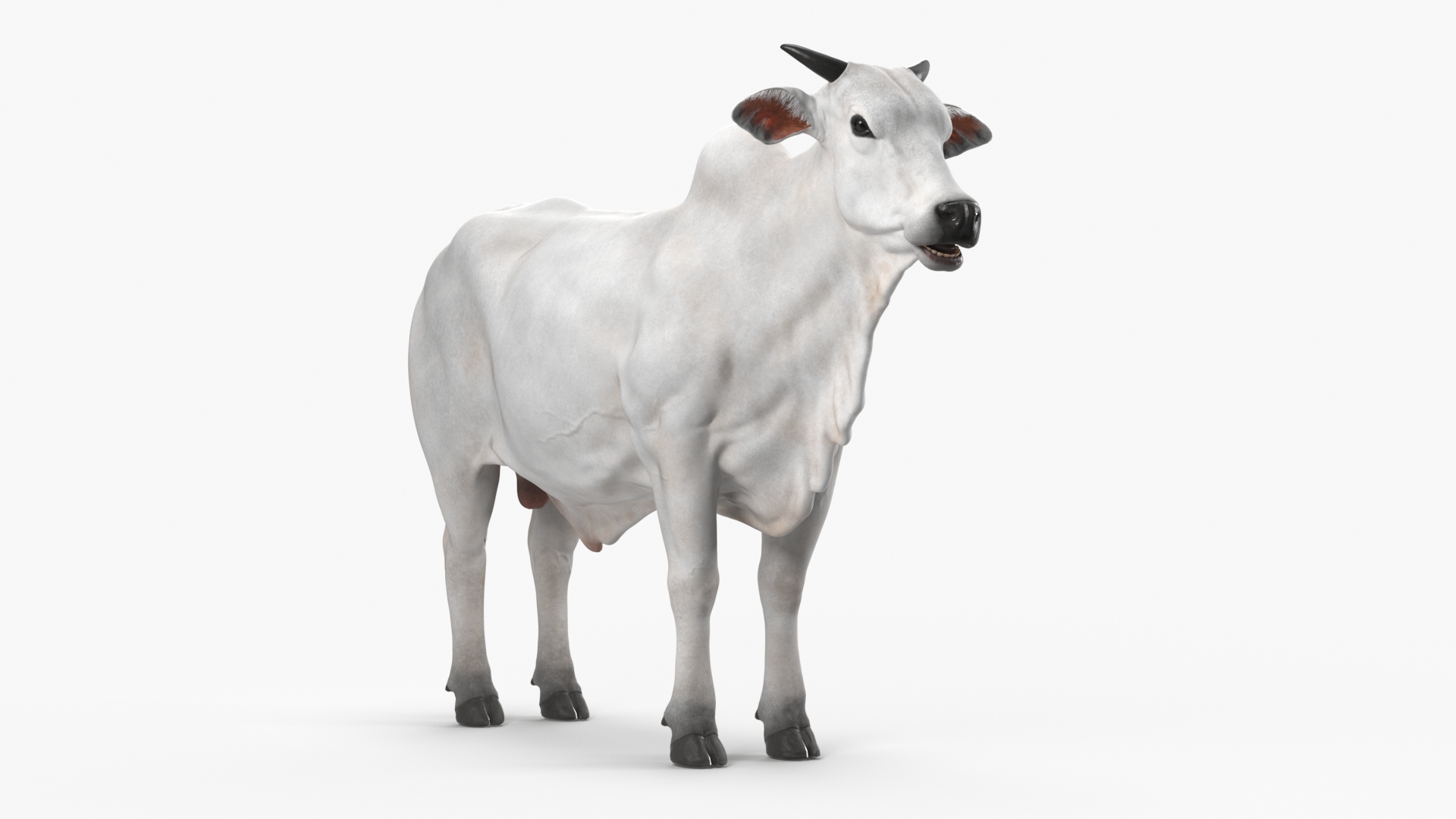 Nelore Cow Male Fur 3D model