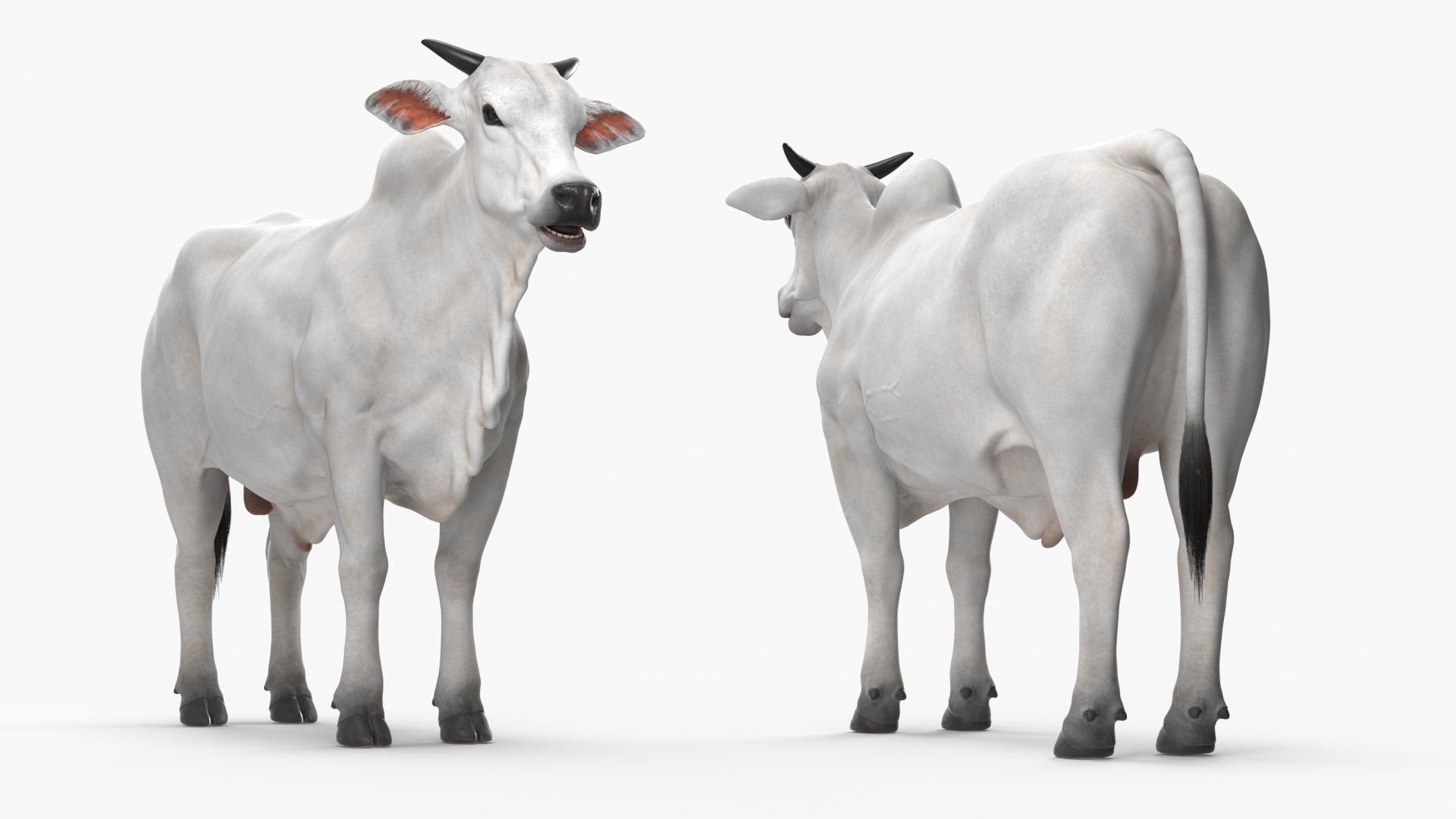 Nelore Cow Male Fur 3D model