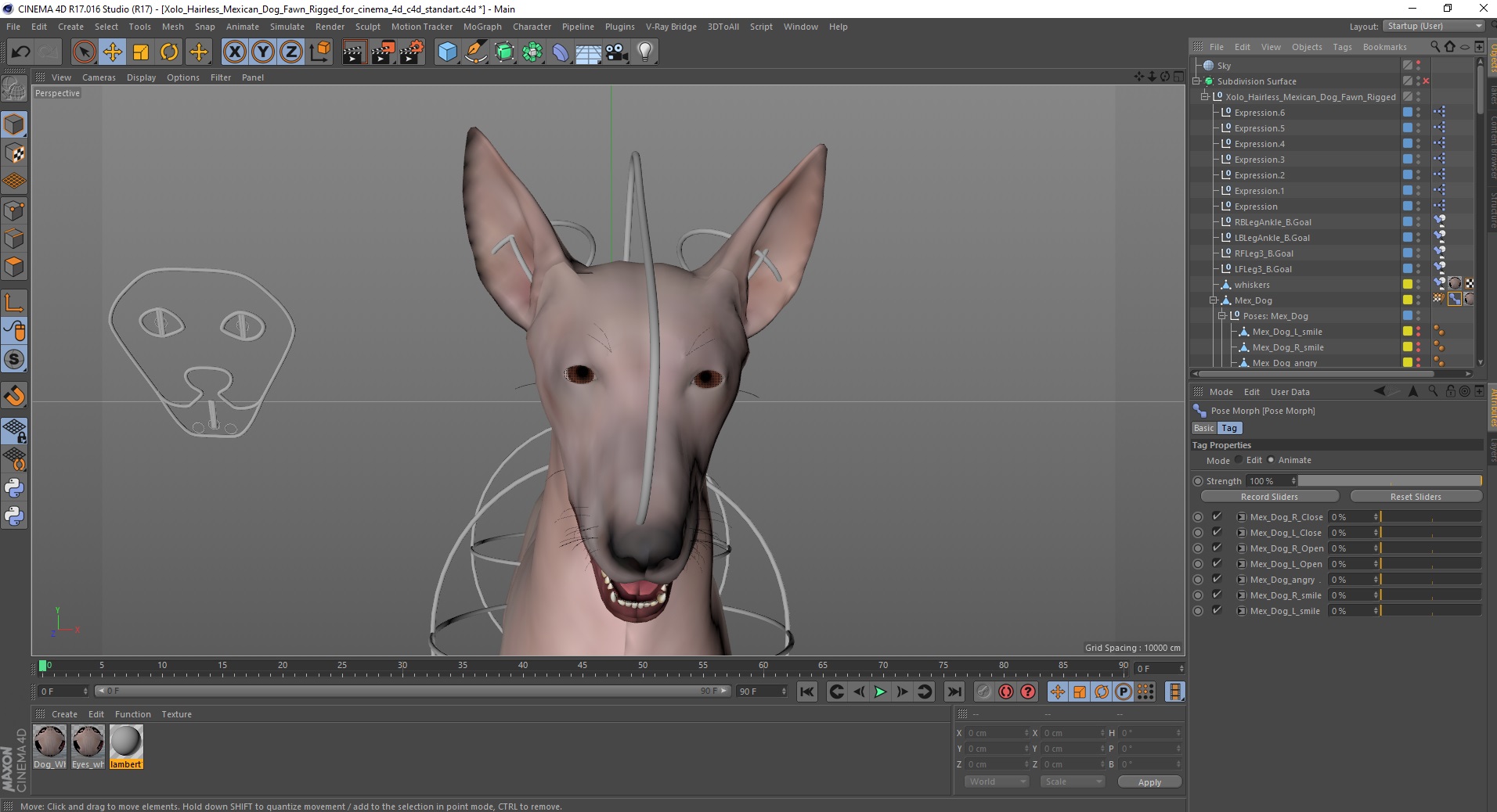 3D Xolo Hairless Mexican Dog Fawn Rigged for Cinema 4D