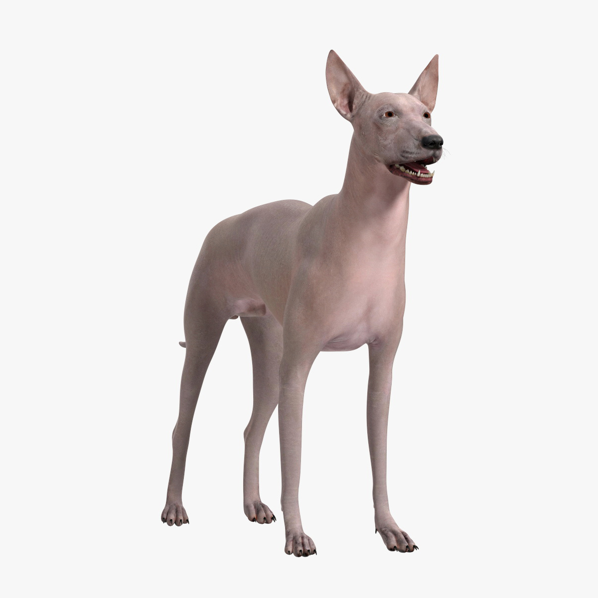 3D Xolo Hairless Mexican Dog Fawn Rigged for Cinema 4D