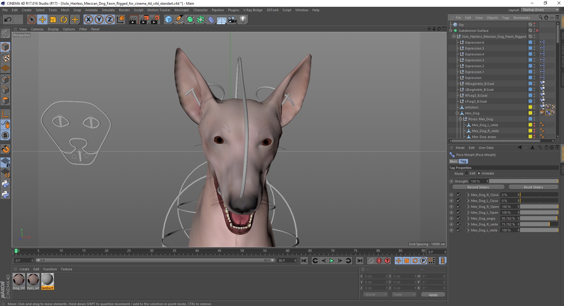 3D Xolo Hairless Mexican Dog Fawn Rigged for Cinema 4D