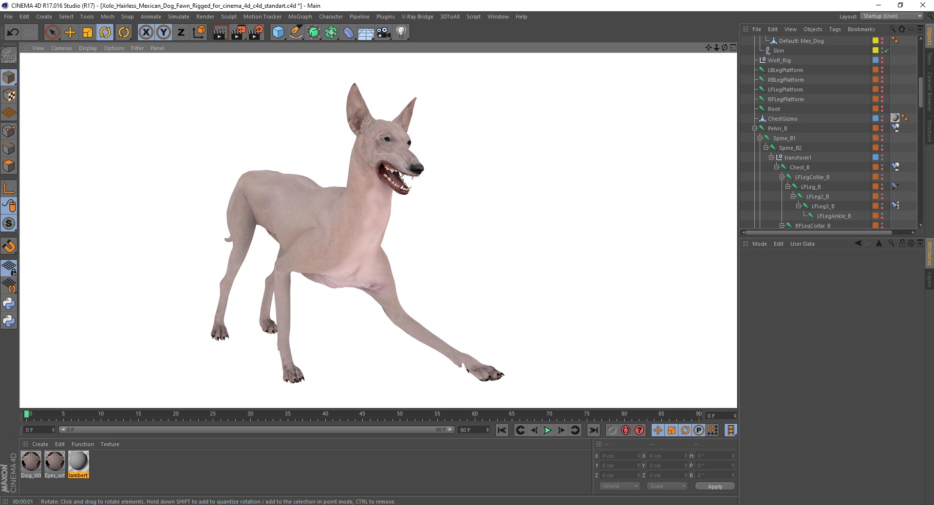 3D Xolo Hairless Mexican Dog Fawn Rigged for Cinema 4D