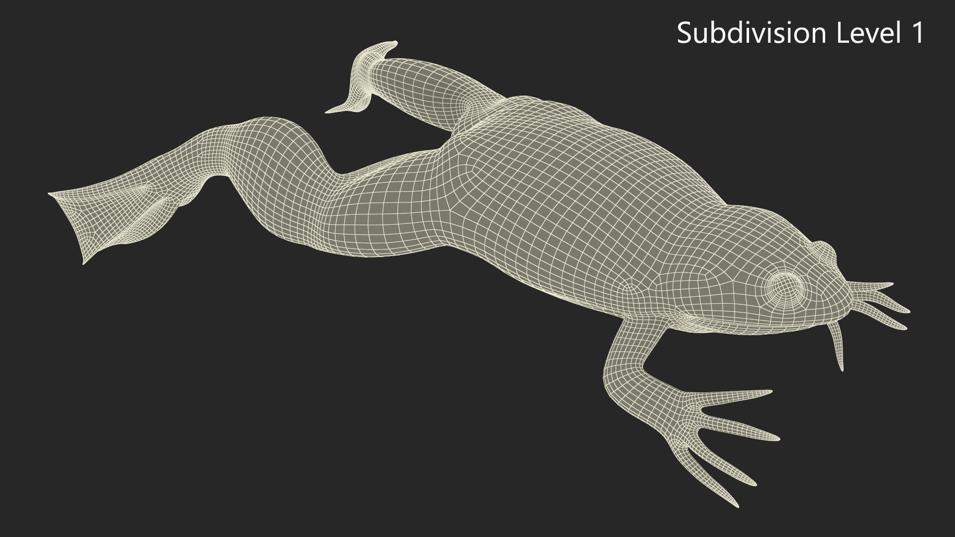 Xenopus African Clawed Toad Jump Pose 3D