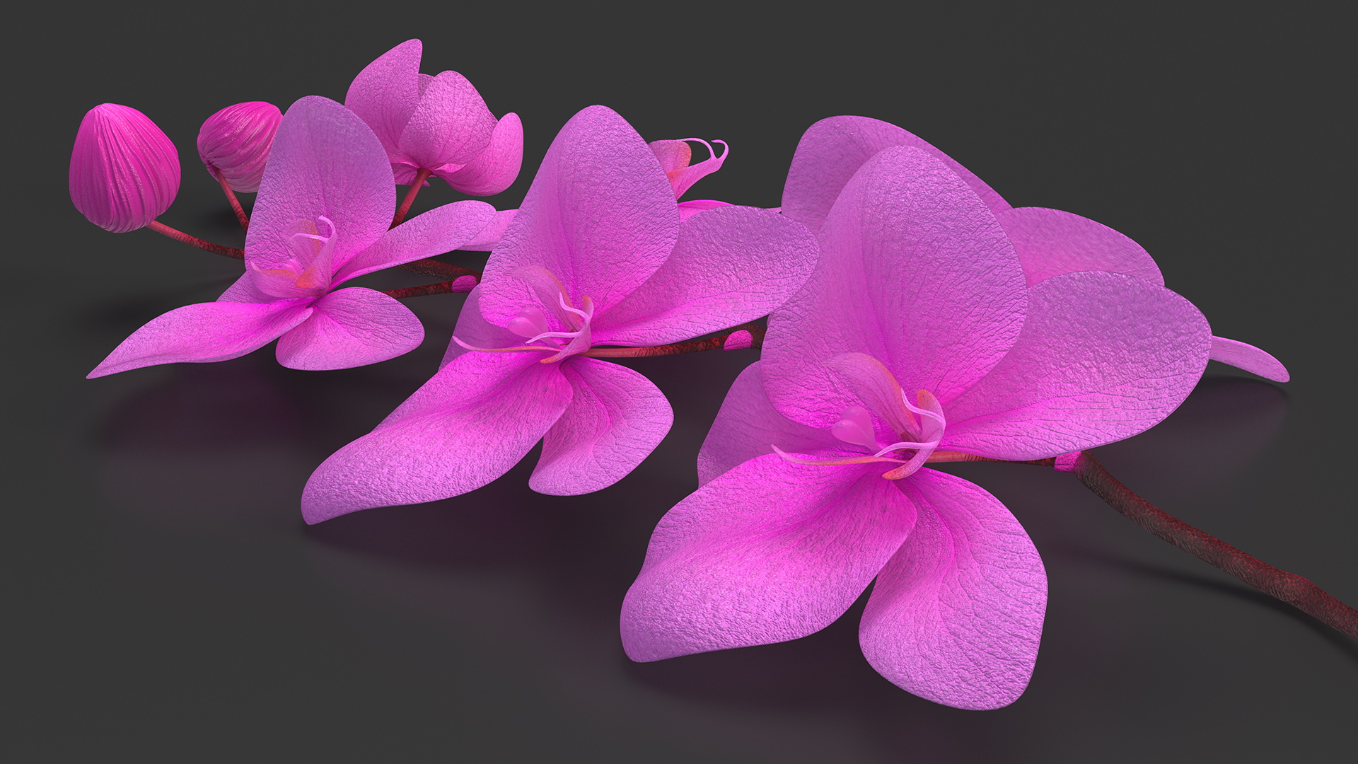 3D model Small Stem of Pink Orchid