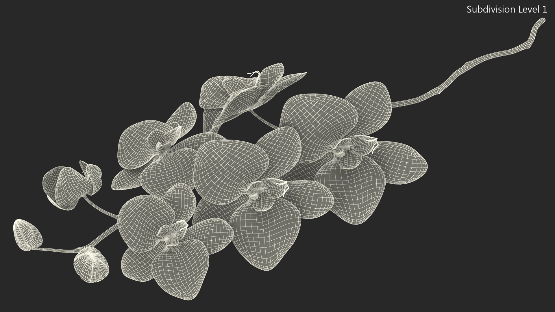 3D model Small Stem of Pink Orchid