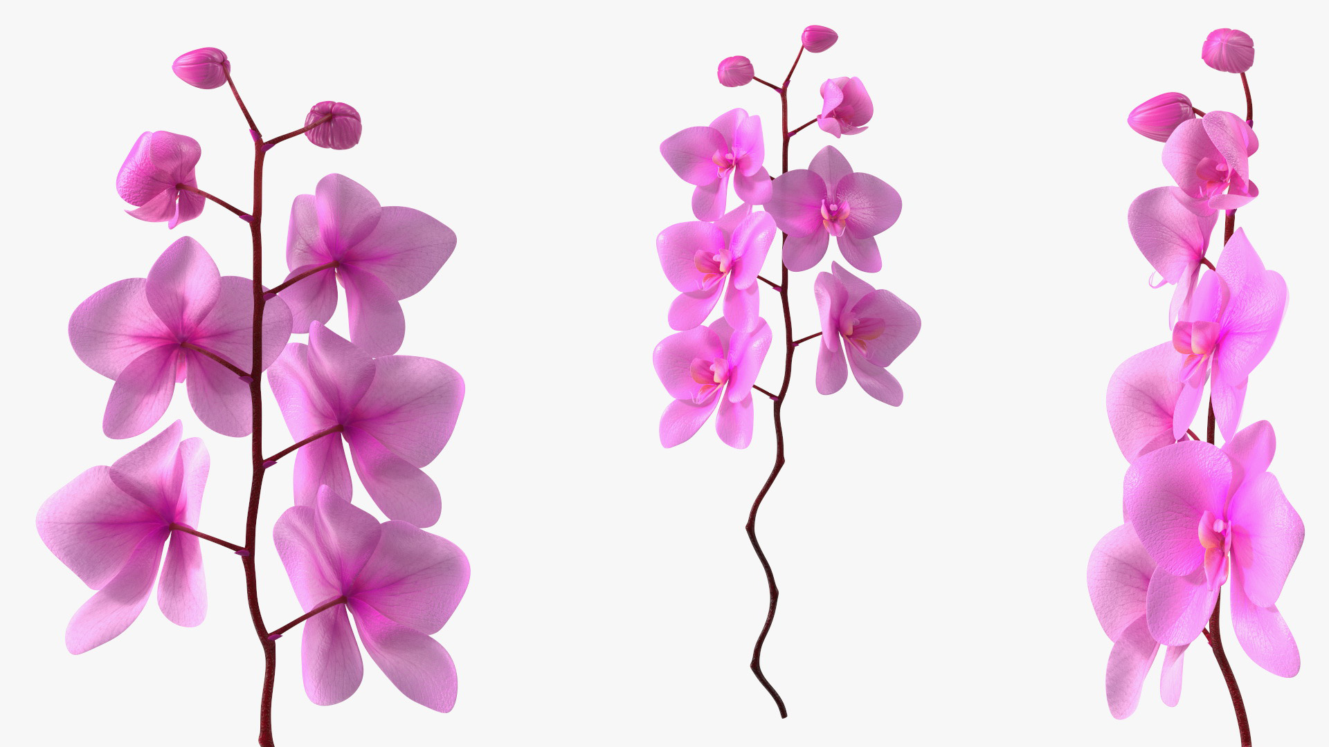 3D model Small Stem of Pink Orchid