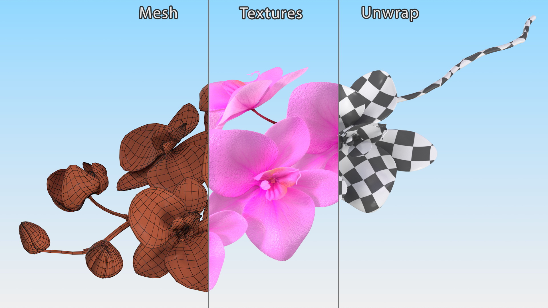 3D model Small Stem of Pink Orchid