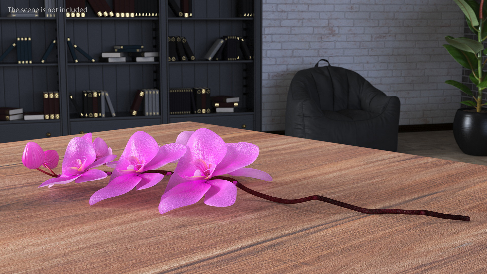 3D model Small Stem of Pink Orchid