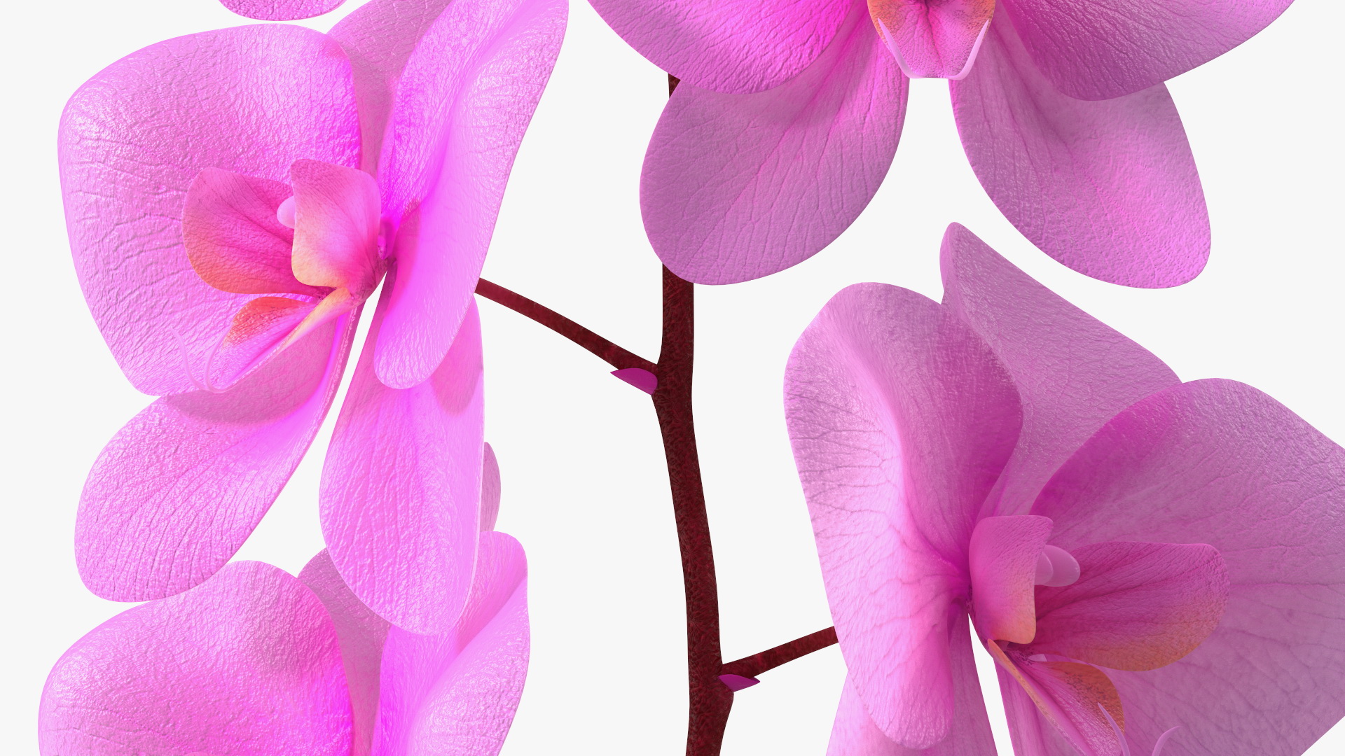 3D model Small Stem of Pink Orchid