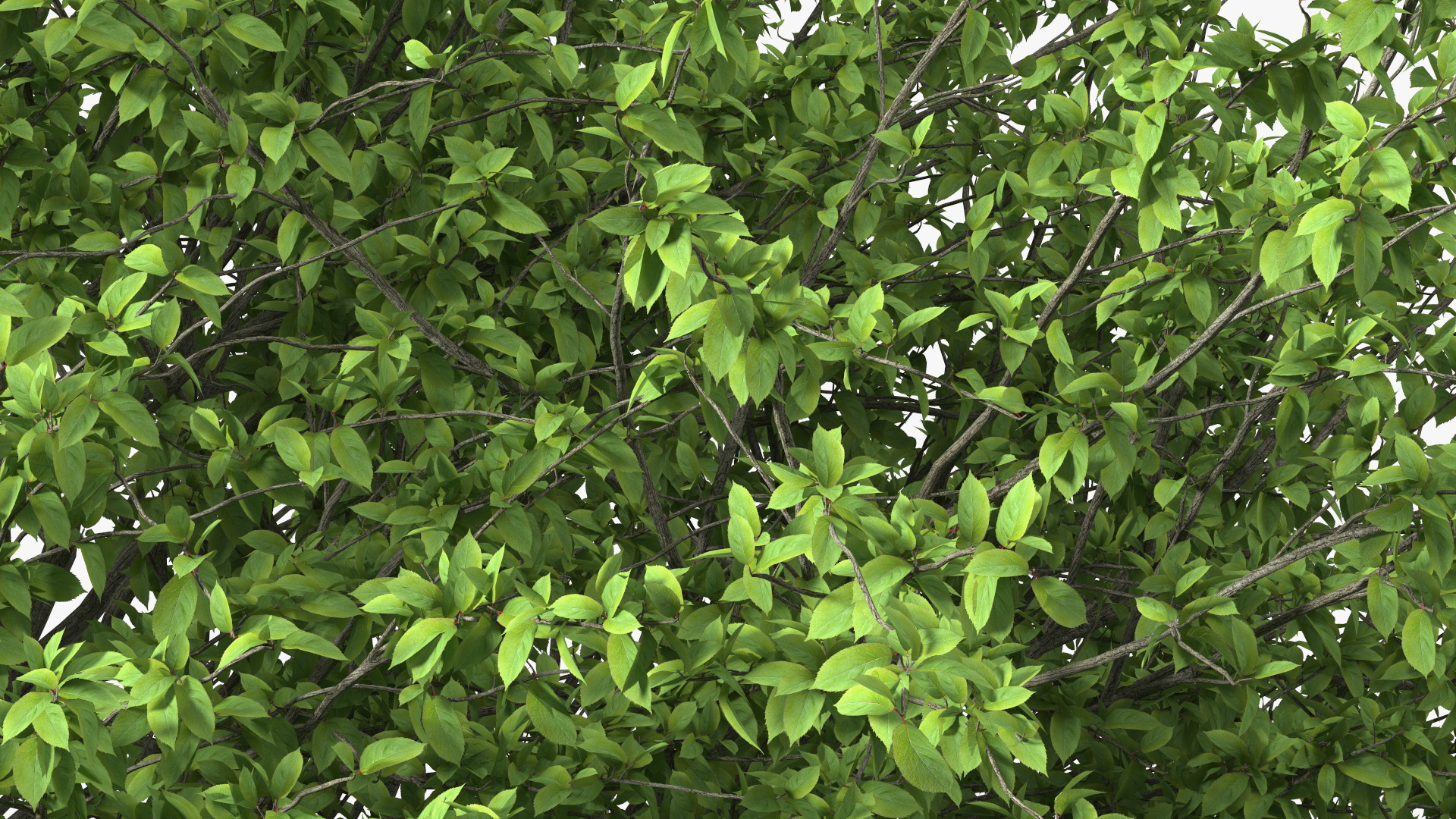 Plum Tree 3D model