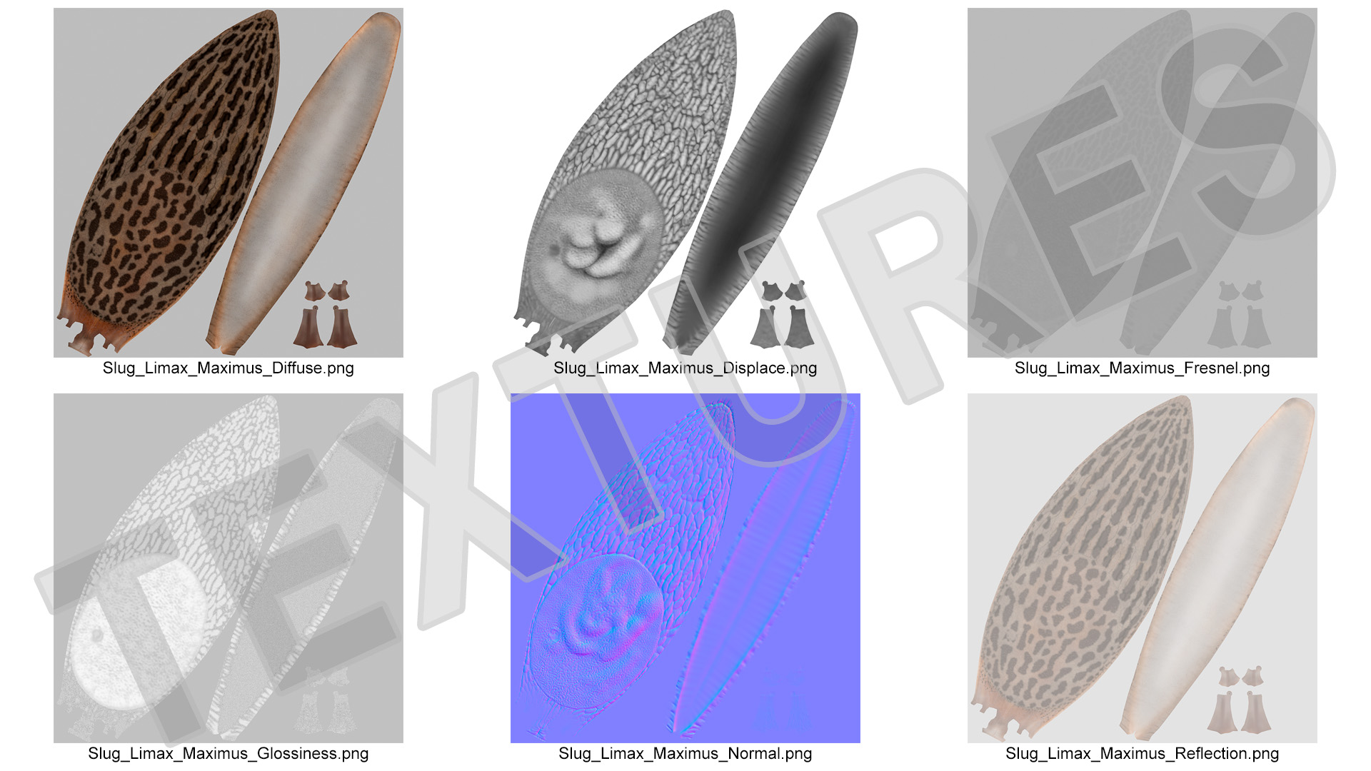 3D Slug Limax Maximums Crawling model