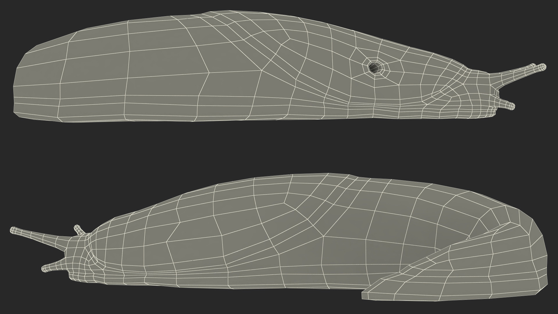 3D Slug Limax Maximums Crawling model