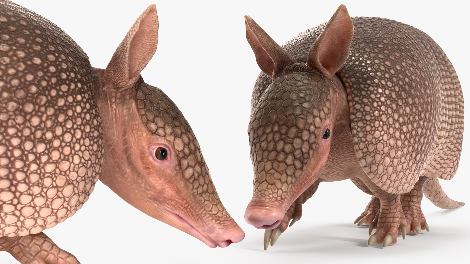 3D model Armadillo in Walking Pose Pink